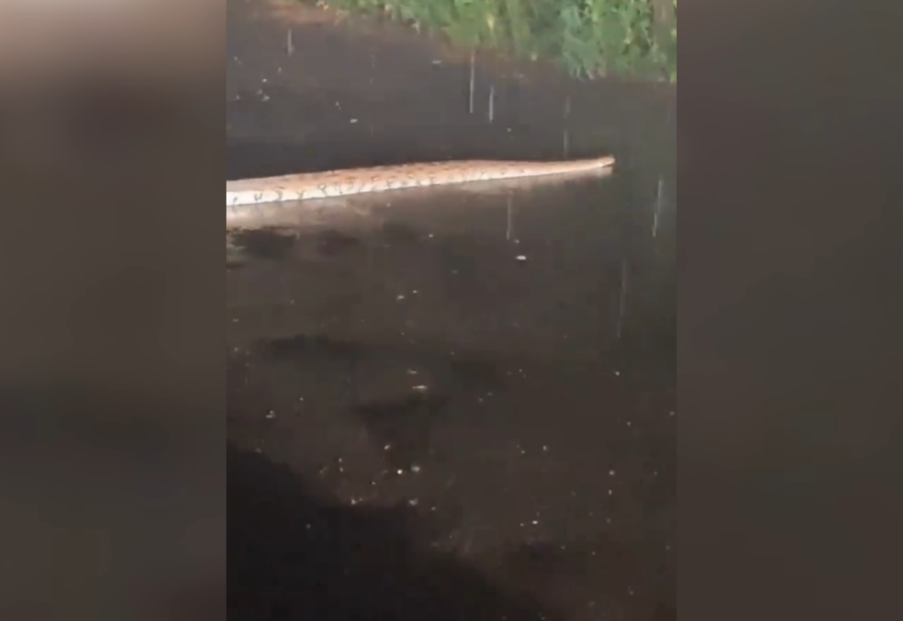 6-foot Indian Rock Python spotted crossing road amid heavy rain in western India