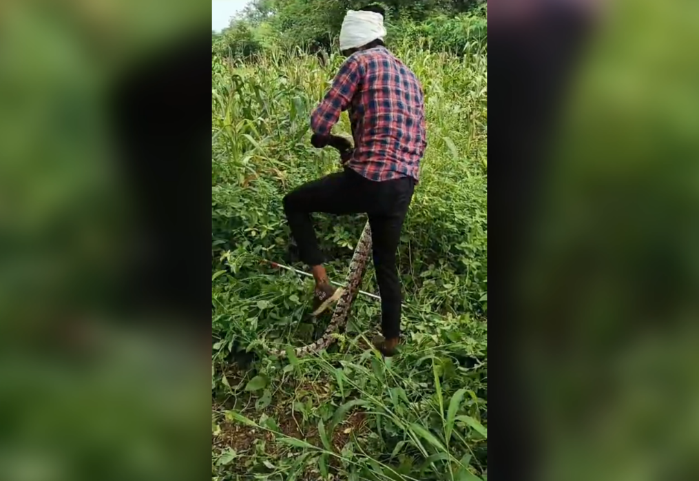 8-feet-long python spotted at councilor’s residence, later released into forest in central India