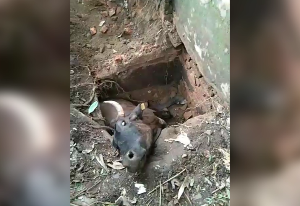 Brave rescue! Cow pulled out safely from septic tank using bulldozer in central India