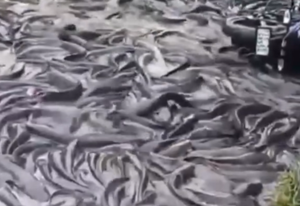 Chaos unleashed as mini truck overturns spilling live fish on road in southern India