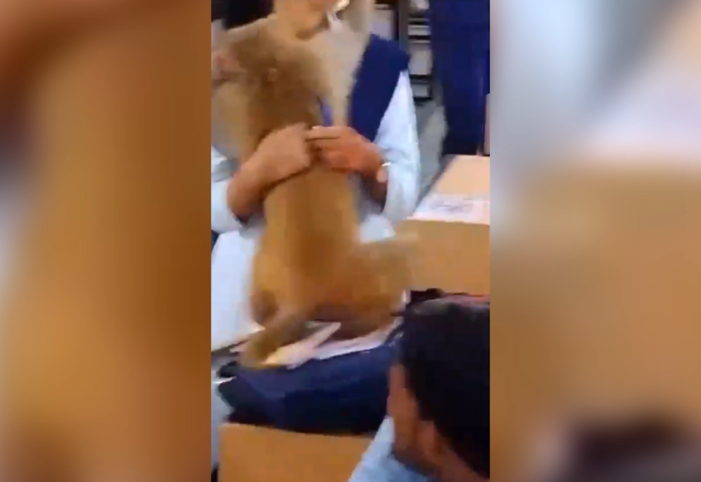 Commotion erupts in central India university as monkey causes ruckus in classroom