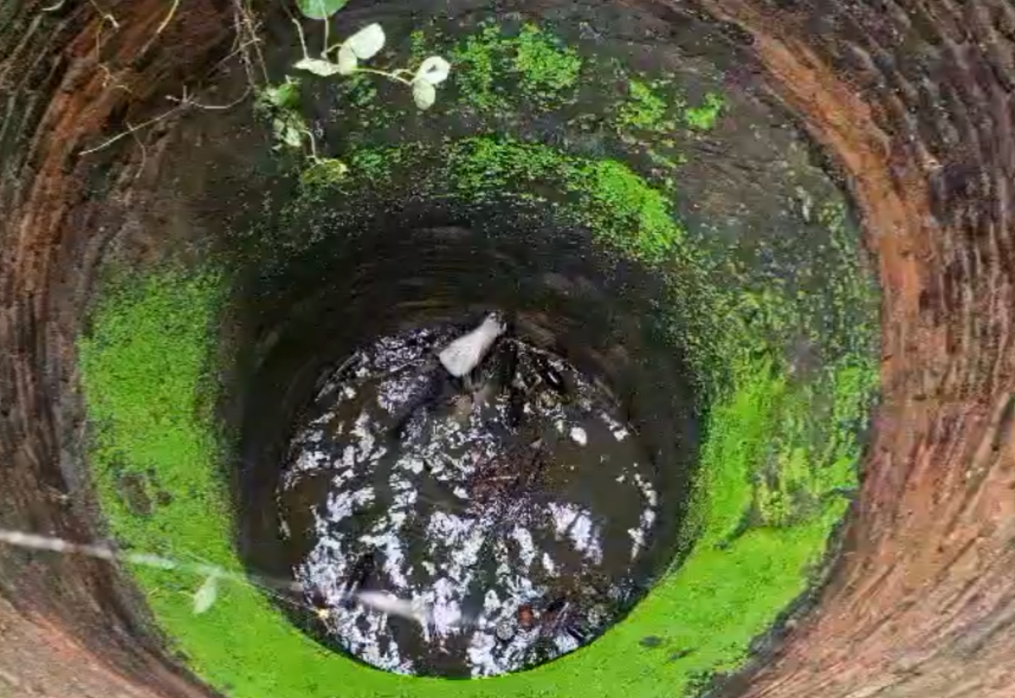 Local rescuers save cow from well near temple in central India