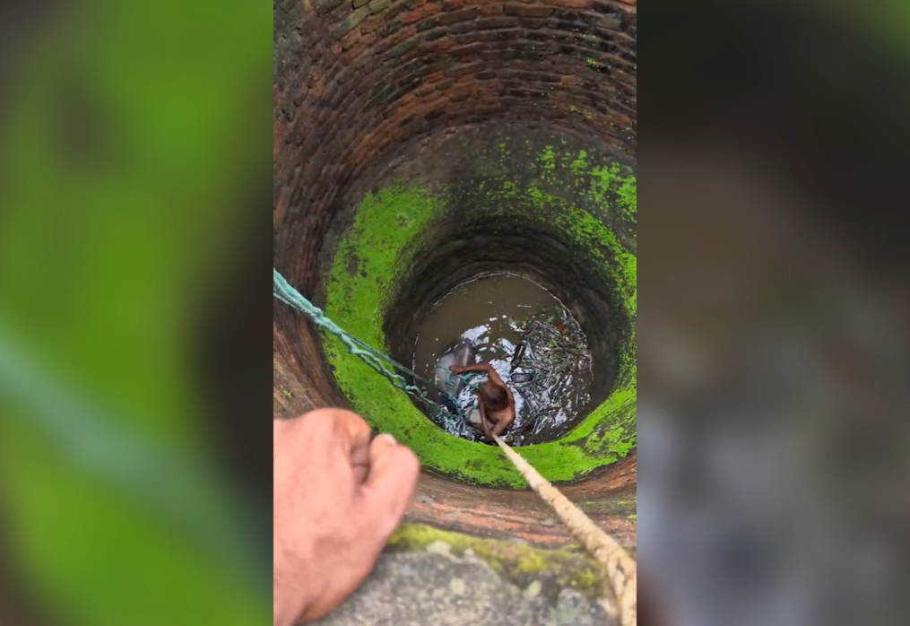 Local rescuers save cow from well near temple in central India