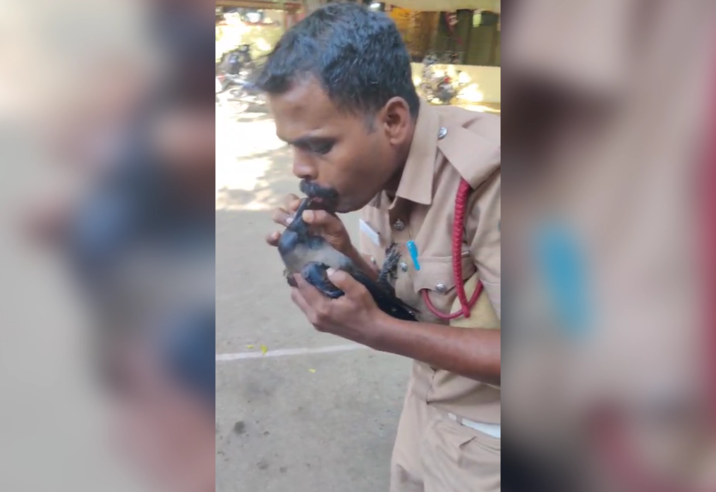 Firefighter saves electrocuted crow with CPR in heartwarming rescue in southern India