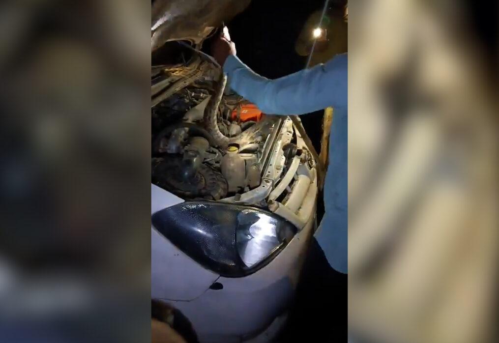 Giant python rescued from engine of parked car in central India