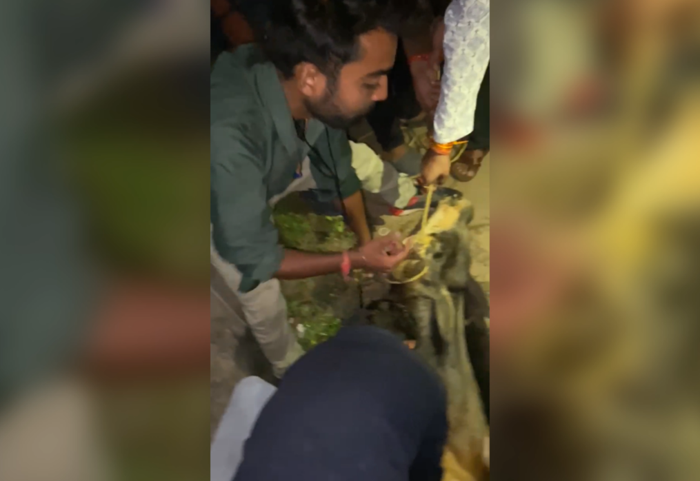 Heartwarming! Blind cow trapped in gutter chamber rescued by cattle protectors in central India