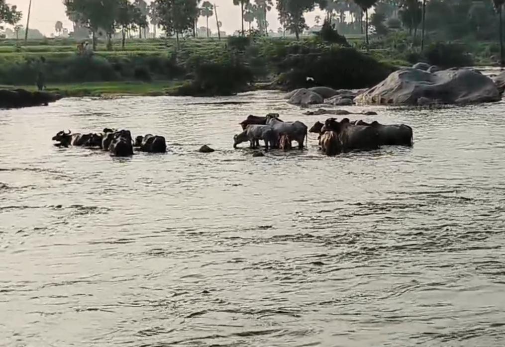 Herders with buffaloes trapped as dam water released without warning in southern India