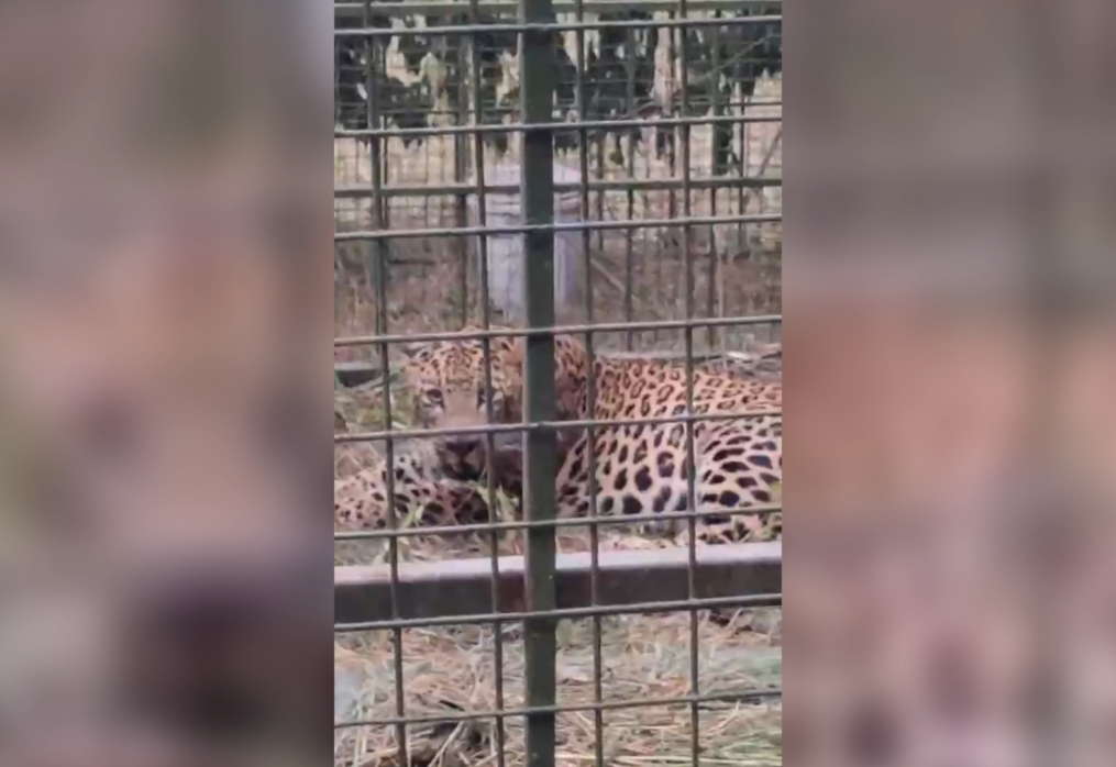 Leopard captured by forest department personnel after weeks of fear in southern India