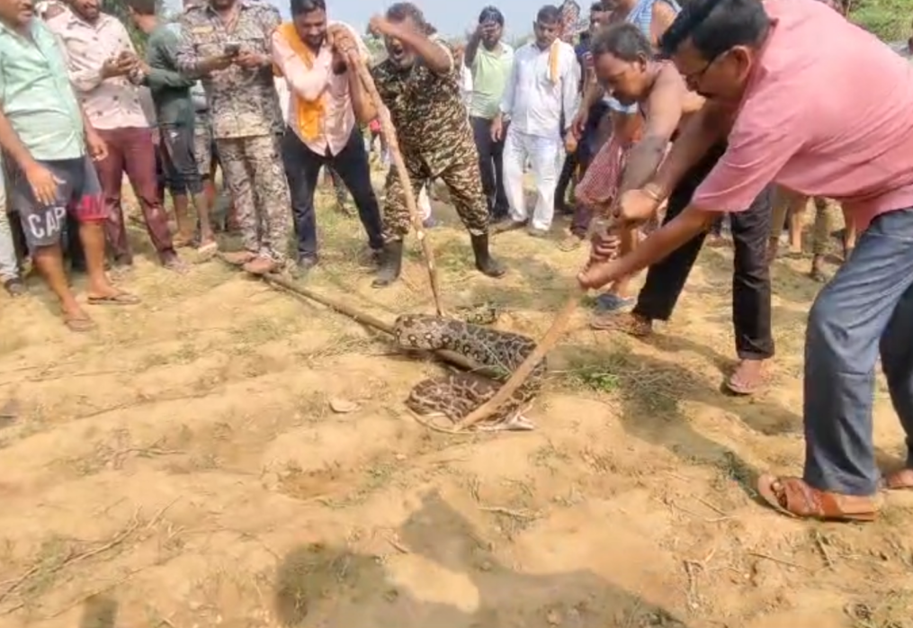 Massive 12-foot python causes panic in central India village, later relocated to forest