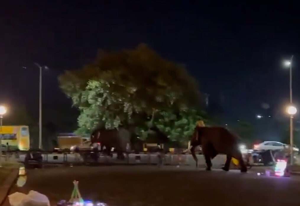 Panic as elephants clash at royal palace in late hours of the day in southern India