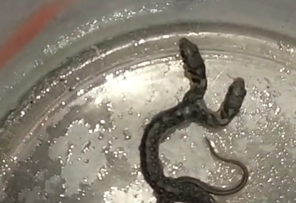 Update: Rare two-headed snake rescued by forest department in central India