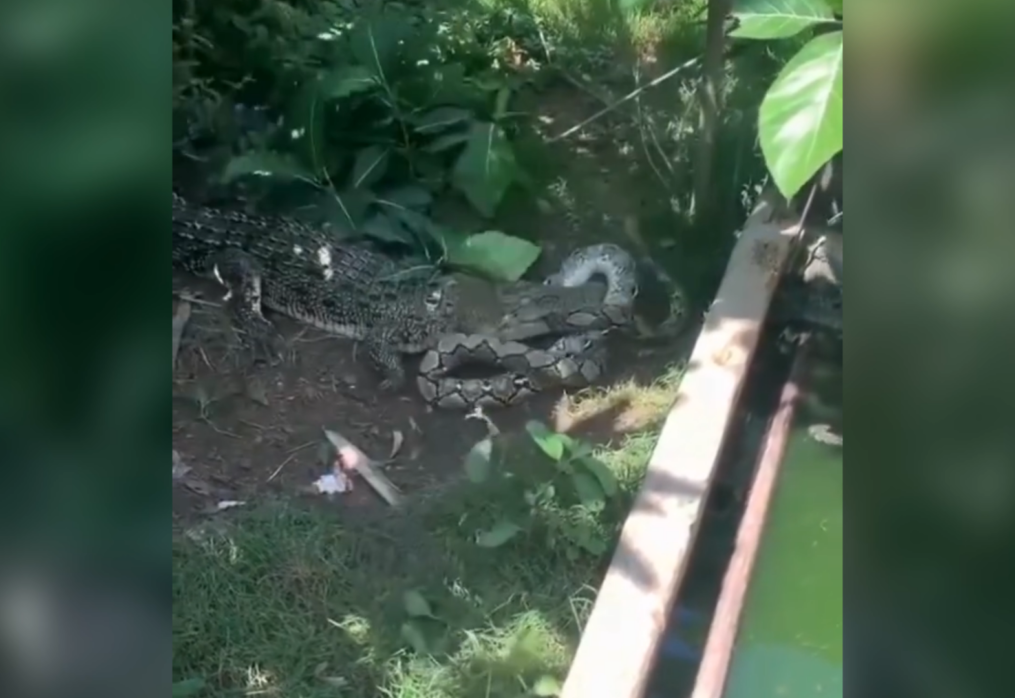 Shocking! Crocodile overpowers python in brutal backyard fight India