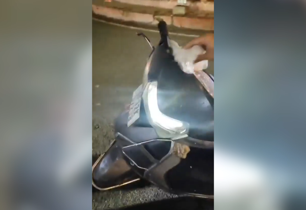 Snake emerges on scooter handle in northern India, startles rider