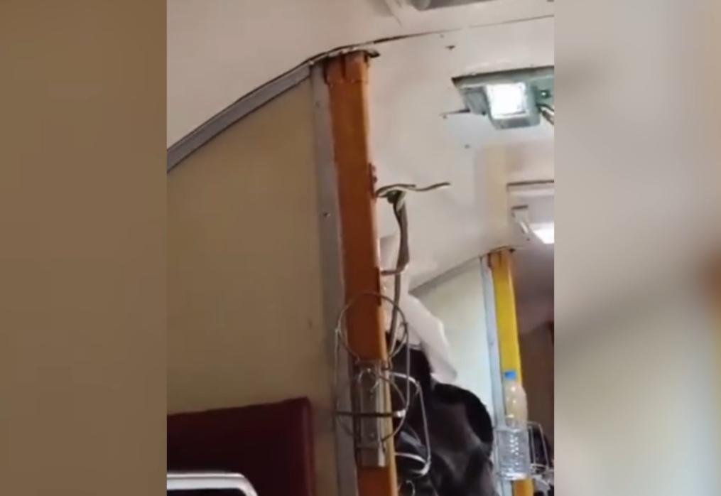 Snake found hanging in train’s AC coach in western India, passengers panic and relocated