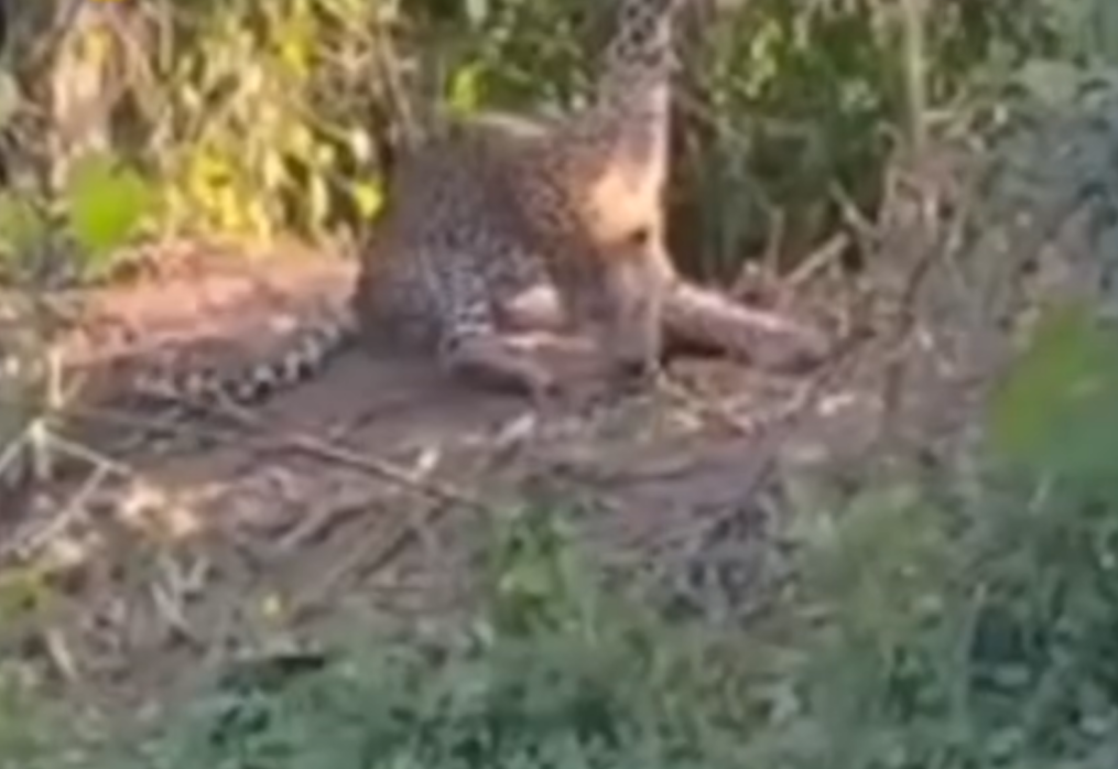 Tragic! Leopard severely injured after getting trapped in fencing wire of field in northern India