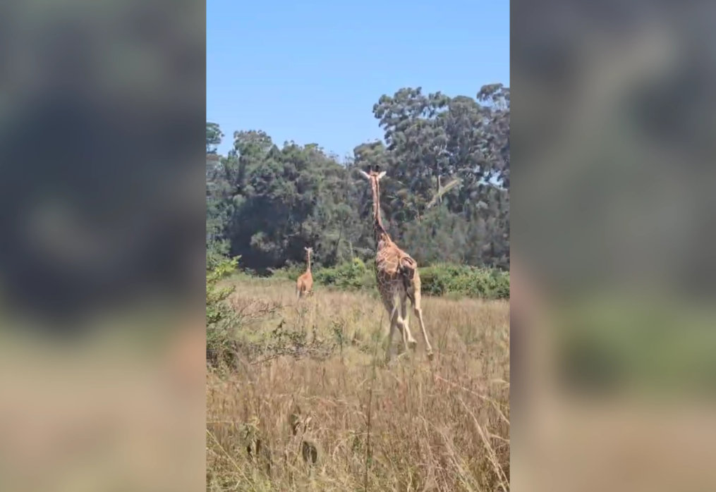 Wildlife triumph! Four reticulated giraffes successfully translocated to Mount Kenya Wildlife Conservancy