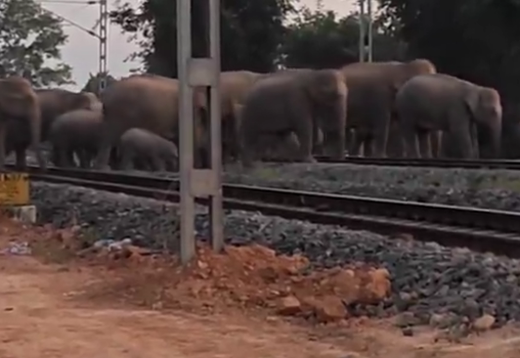 Elephants’ safe passage ensured by Assam’s forest department, averted tragedy