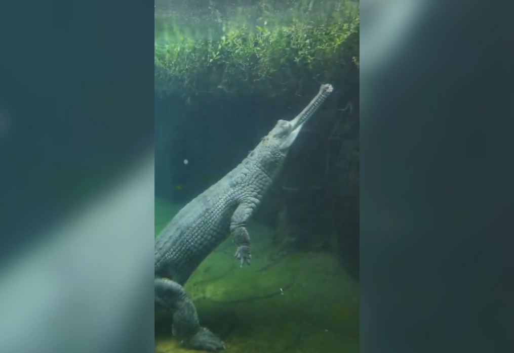 Graceful glider: reptile’s hypnotic swim at Mumbai zoo captivates the internet