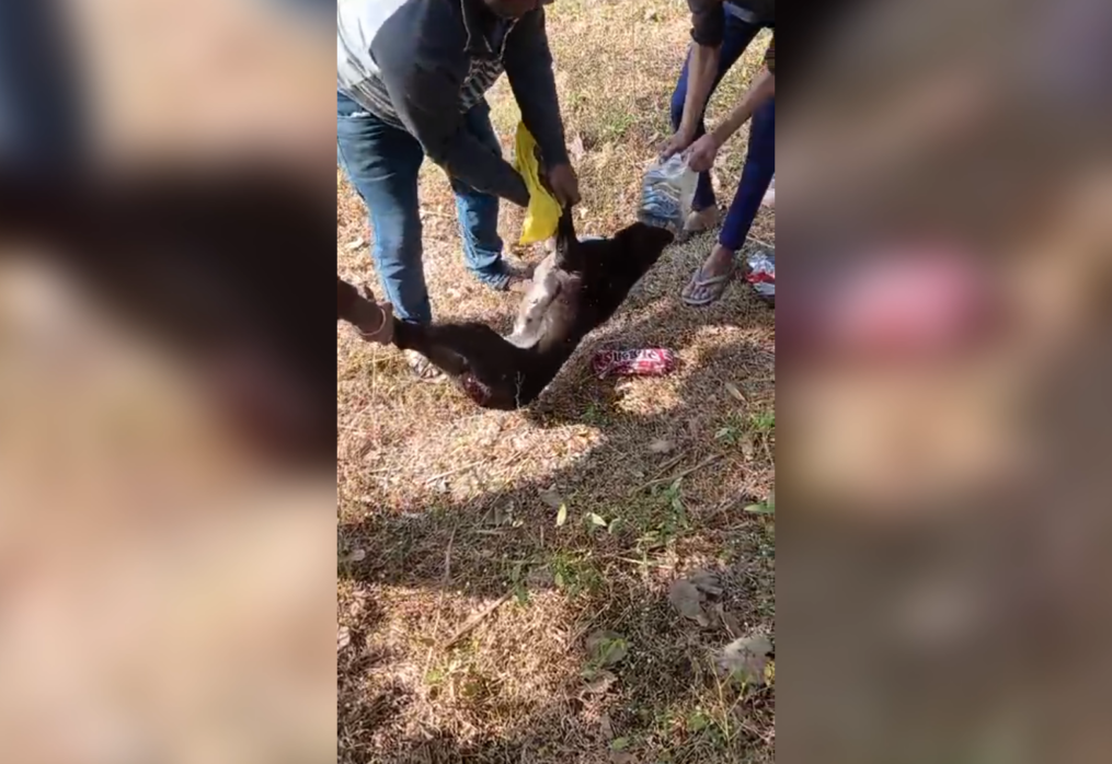 Happy ending! distressed canine gets rescued from plastic container stuck around his neck