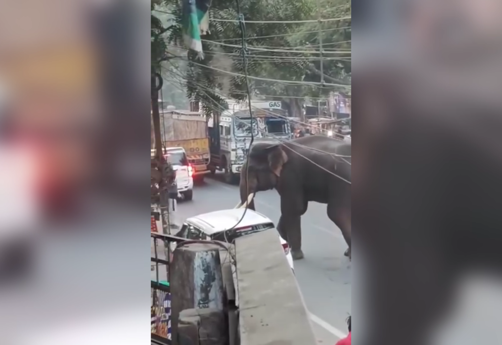 Wild elephant sparks panic while strolling on street in India