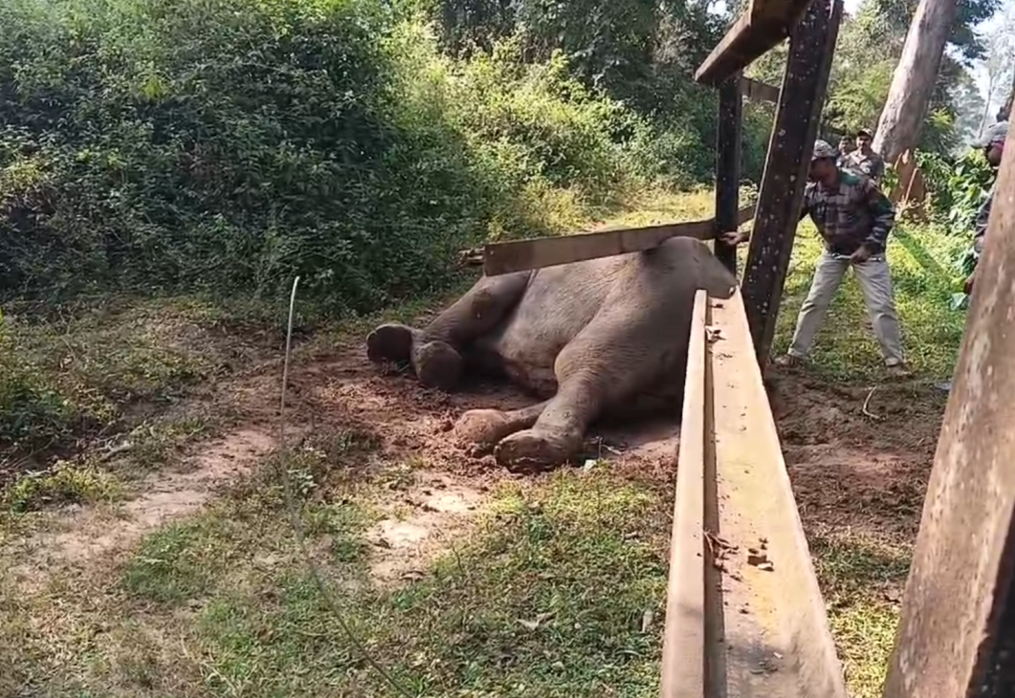 Distressed jumbo entrapped in iron-rail fencing saved from certain death