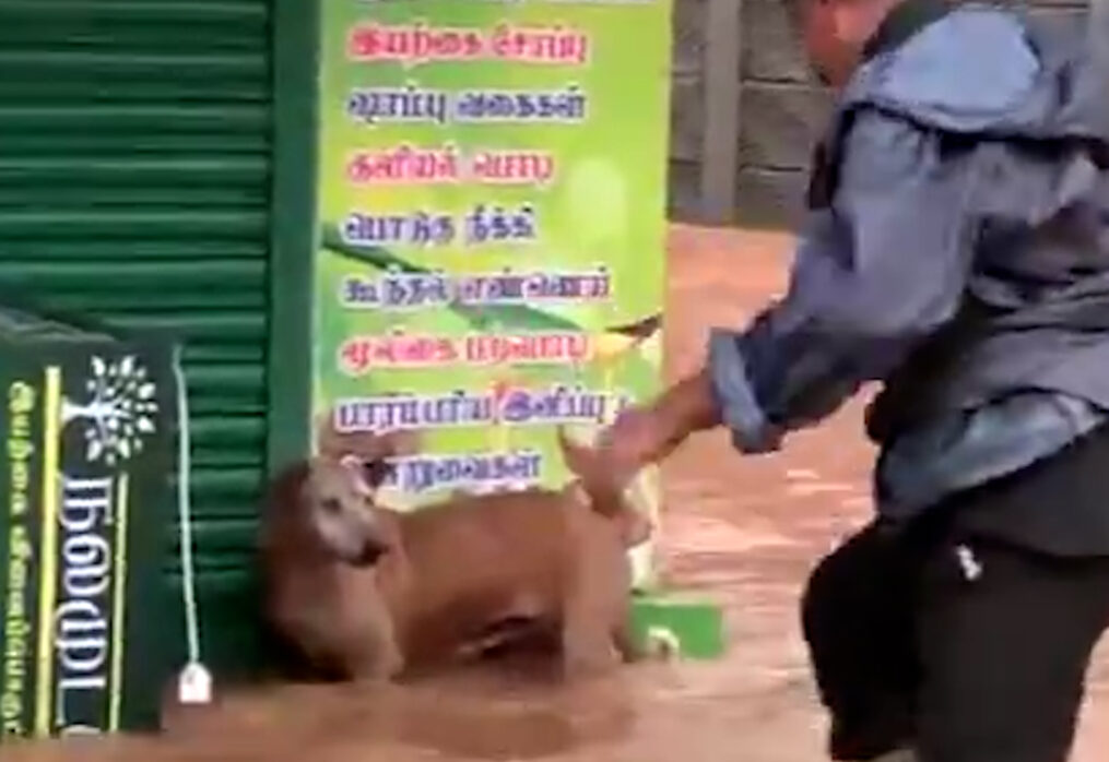 Brave man rescues stray dog from floodwaters amid cyclone Fengal