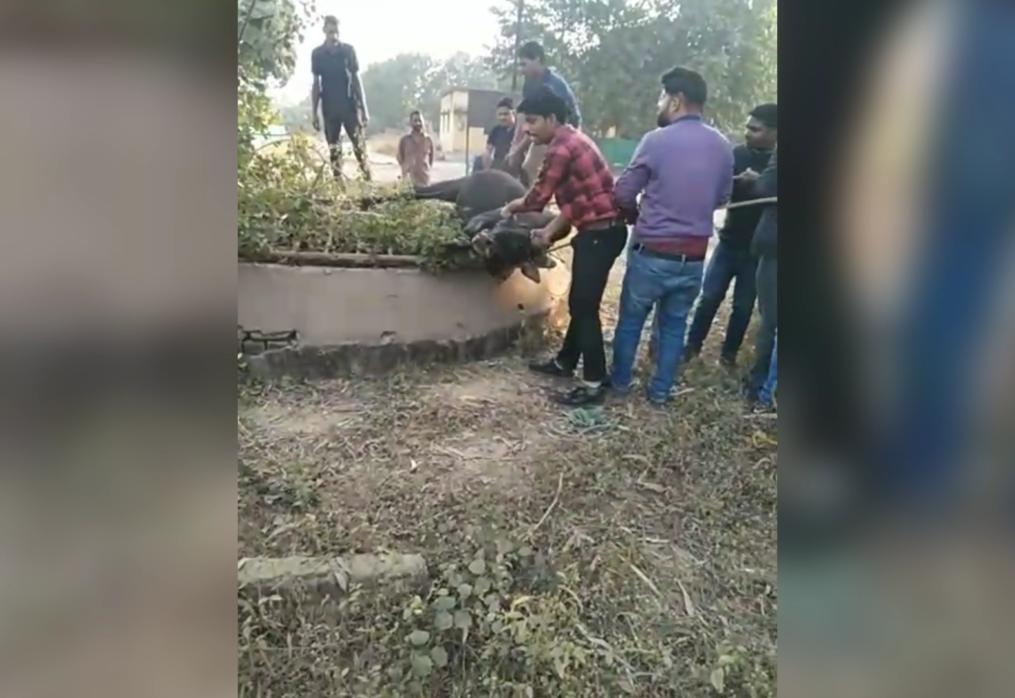 Bull stranded in well’s mesh rescued in swift operation