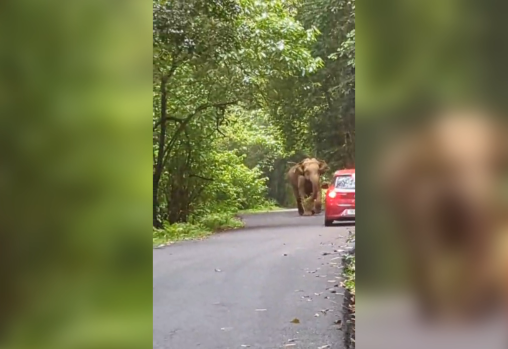 Elephant goes on rampage, charges at vehicle – passengers narrowly escape