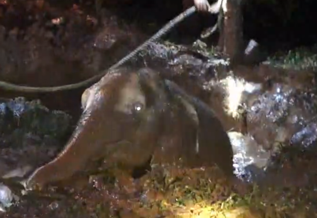 Marathon effort by officials save elephant calf stranded in well