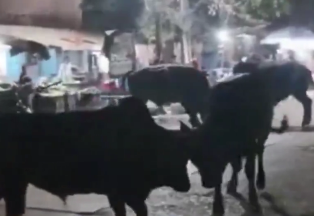 Rampaging bulls charge streets, barge into shops while causing chaos