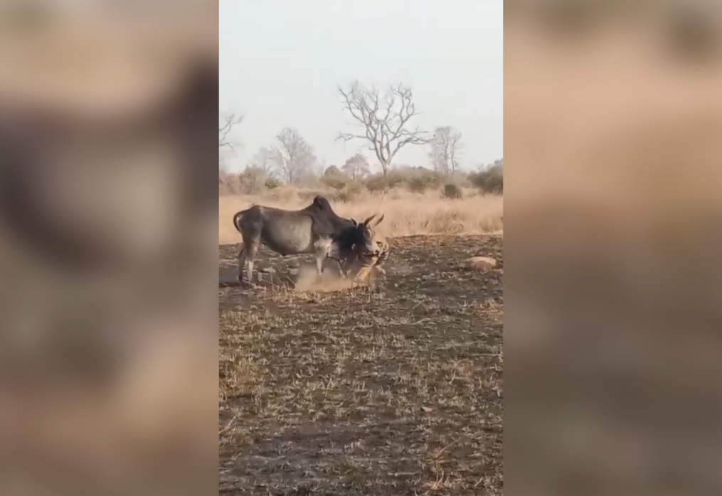 Tiger brutally mauls bull, tourists watch in shock